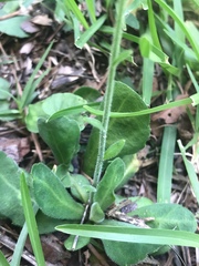 Erigeron quercifolius