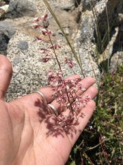 Heuchera rubescens