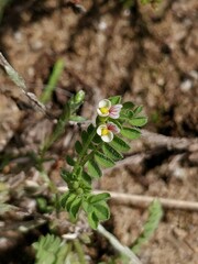 Ornithopus perpusillus