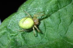 Araniella cucurbitina