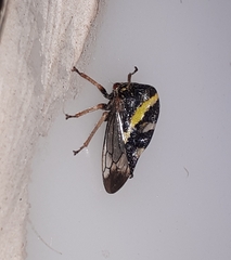 Smilia camelus