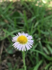 Erigeron quercifolius