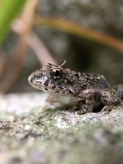 Fejervarya kawamurai