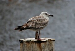 Larus cachinnans