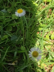 Erigeron quercifolius