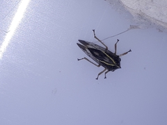Smilia camelus