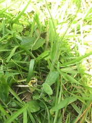 Erigeron quercifolius