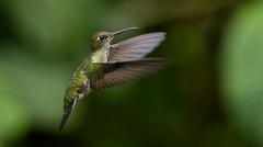 Taphrospilus hypostictus