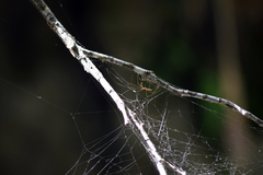 Araneae