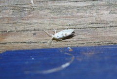 Niphonympha dealbatella