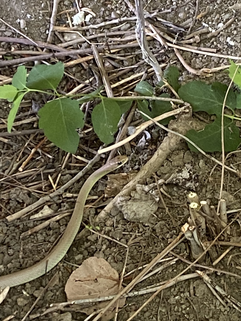 Western Yellow-bellied Racer from Zuni Dr, Hailey, ID, US on June 19 ...