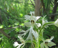 Platanthera × hollandiae
