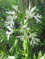 Platanthera × hollandiae
