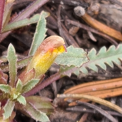 Pedicularis semibarbata charlestonensis