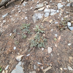 Pedicularis semibarbata charlestonensis