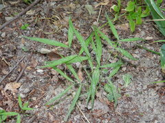 Lathyrus vernus gracilis