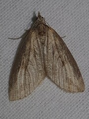 Chesias isabella
