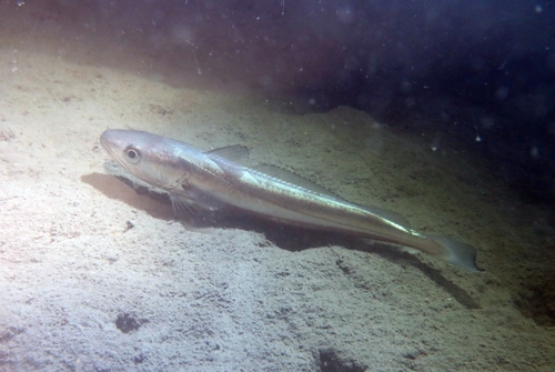 European hake (Merluccius merluccius) — Merlucciidae — 3