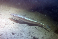 Merluccius merluccius