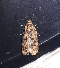 Olethreutes astrologana