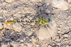 Onychogomphus cazuma