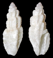 Eucithara