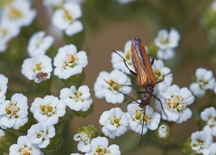 Oedemera femorata