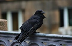 Corvus corone