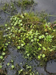 Hydrocotyle vulgaris