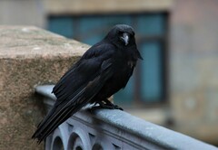 Corvus corone