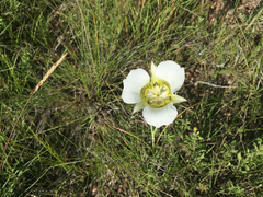 Calochortus gunnisonii