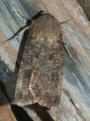 Agrotis bigramma