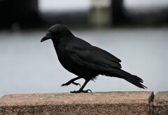 Corvus corone
