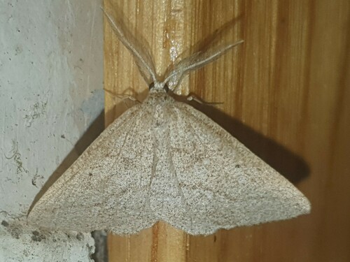 Perconia baeticaria