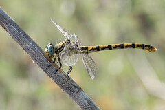 Onychogomphus cazuma