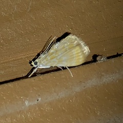 Glaphyria glaphyralis