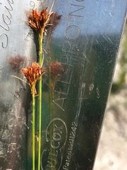 Rhynchospora filifolia