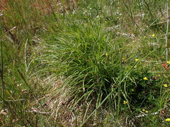 Carex montana
