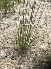 Rhynchospora filifolia