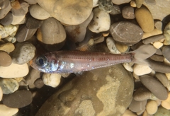 Benoit's Lanternfish photo 1