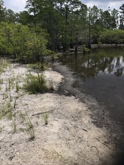 Rhynchospora filifolia