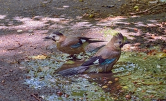 Garrulus glandarius