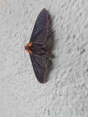 Phostria citrinalis