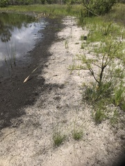 Rhynchospora filifolia