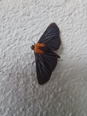 Phostria citrinalis