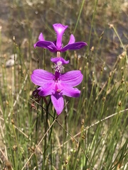 Calopogon tuberosus tuberosus