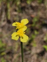 Xyris platylepis