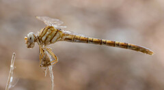 Onychogomphus costae