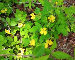 Oxalis frutescens