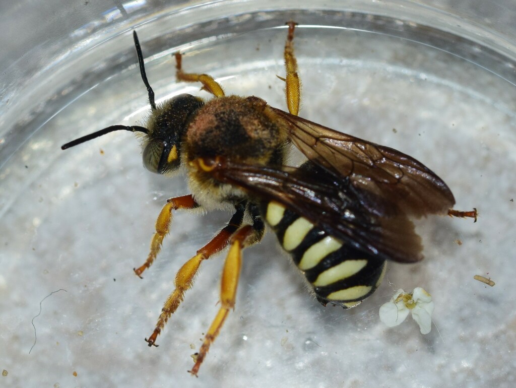 Rhodos Insect Rhodanthidium from Κεντρική Μακεδονία, Ελλάδα on June 15, 2022 at 05:22 ...